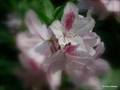 ein märchenhaftes Foto von einer Rhododendron-Schönheit aus dem Schattenreich