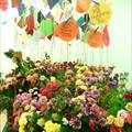Blumen und Floristik indoor mit einer Nelkenvielfalt ...